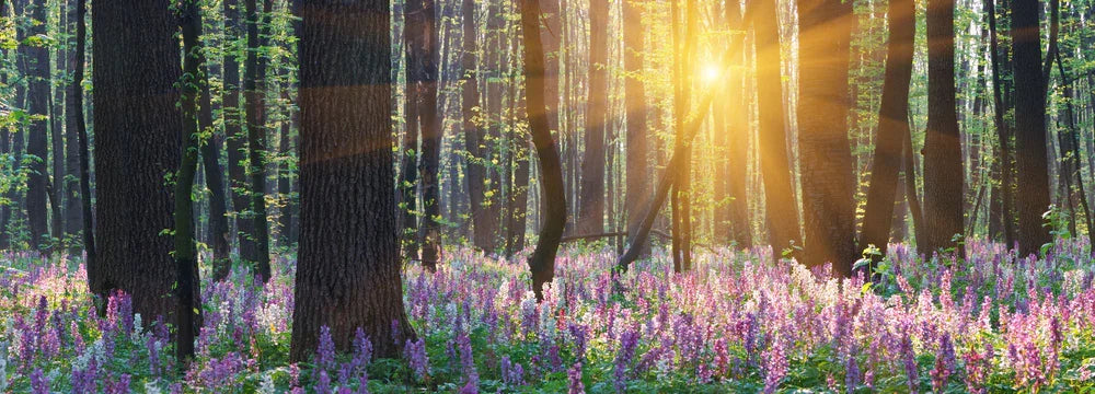 10 Ways to Use Essential Oils This Spring